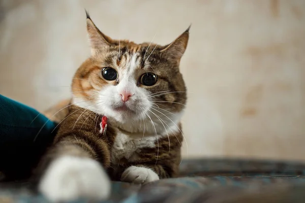 Bastante harismático gengibre gato caça no sofá — Fotografia de Stock