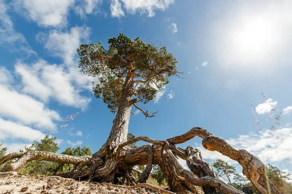 海岸に大きな根系を持つ美しい古い松の木 — ストック写真