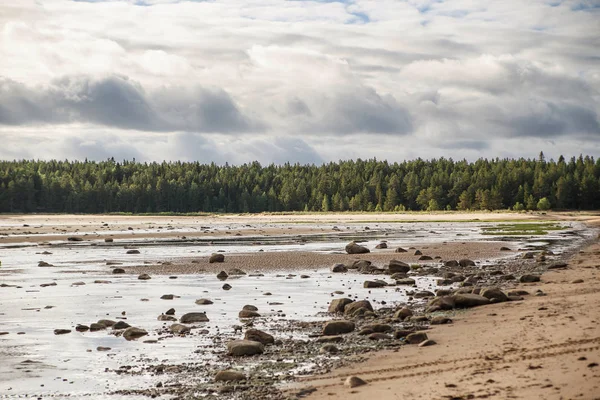 Hermoso bosque de taiga con rocas en la costa —  Fotos de Stock