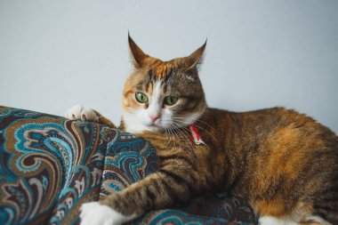 Komik Ginger Cat mavi koltukta oynarken Harismatic yüz ifadesi ile