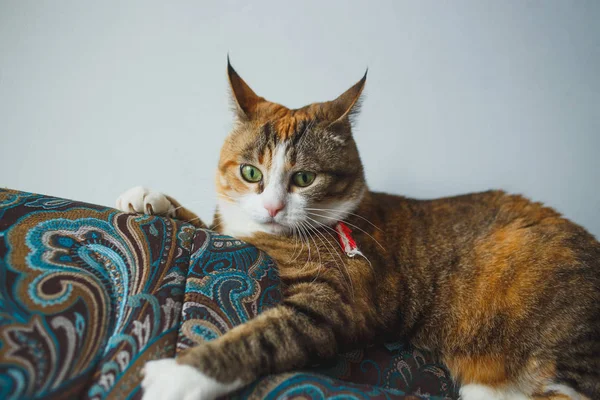 Gato de gengibre engraçado com expressão facial harismática jogando no sofá azul — Fotografia de Stock