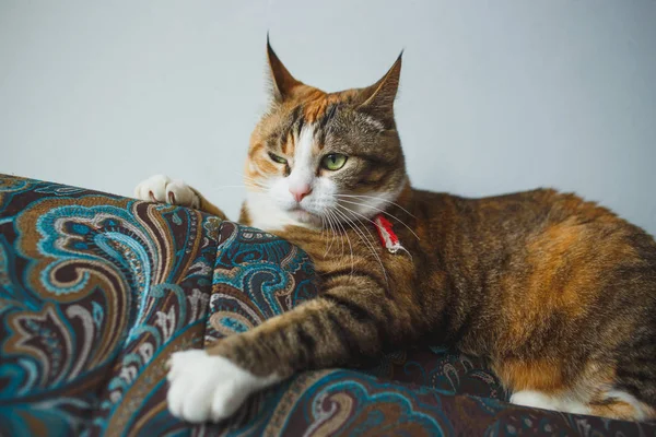 Gato de jengibre divertido con expresión facial harismática jugando en el sofá azul —  Fotos de Stock