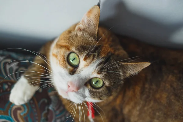 Забавный рыжий кот с харизматическим выражением лица играет на синем диване — стоковое фото