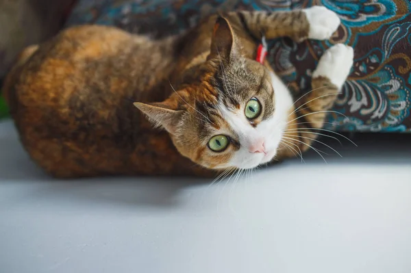 Gato de gengibre engraçado com expressão facial harismática jogando no sofá azul — Fotografia de Stock