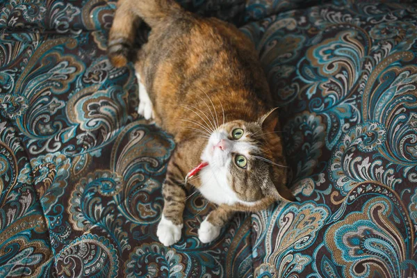 水色のソファーで遊んで Harismatic 表情で面白いの怒っている薄茶色の猫 — ストック写真