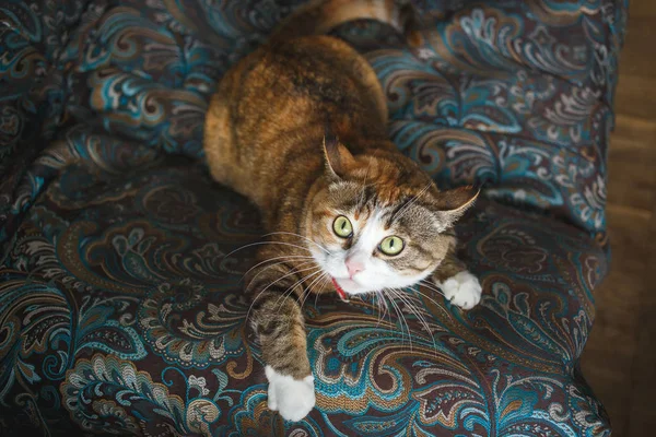 Vicces dühös gyömbér macska játszik a kék kanapé Harismatic arckifejezés — Stock Fotó