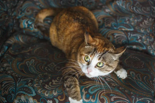 Смішні розлючена кішка імбир з Harismatic вираз обличчя, граючи на блакитному дивані — стокове фото