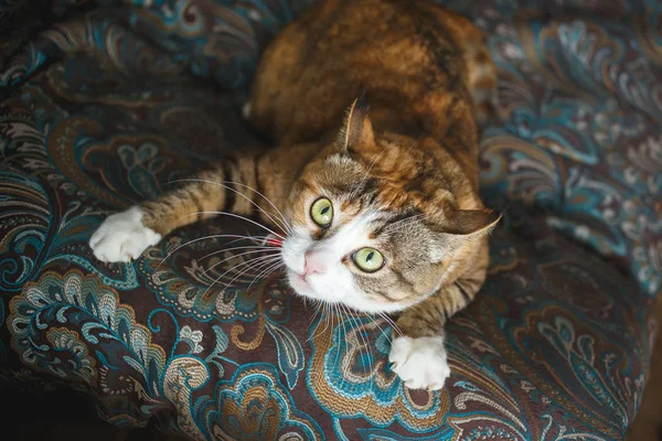 Gato de jengibre enojado divertido con expresión facial harismática jugando en el sofá azul —  Fotos de Stock