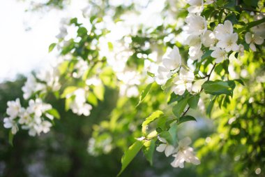 Elma ağacı bahar güneş ışığı altında bir çiçek açan dalı