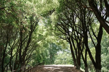 Vologda, Rusya'nın güzel gölgeli söğüt sokak