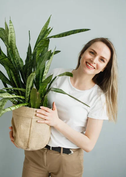 Красивая молодая женщина держит горшок растения Сансевиерия и улыбается на камеру изолированы на серый — стоковое фото