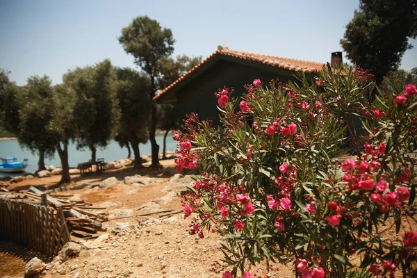 Çiçek pembe Oleander ile Kleopatra adanın görünümü. Muğla, Türkiye — Stok fotoğraf