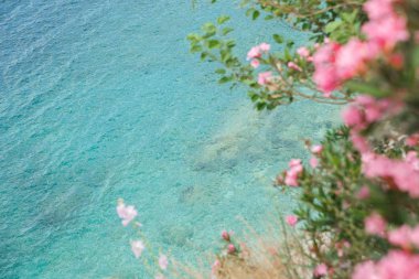 Çiçek pembe Oleander ile Mediterranian deniz manzarası. Marmaris, Muğla, Türkiye