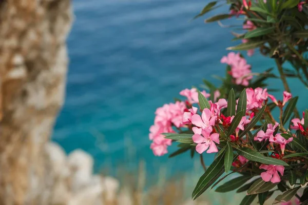 Çiçek pembe Oleander ile Mediterranian deniz manzarası. Marmaris, Muğla, Türkiye — Stok fotoğraf