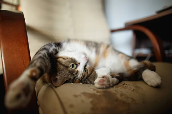 Bonito gato de jengibre se encuentra en una silla de cuero, que ella rasgó y rasgó. Muebles que son estropeados por animales — Foto de Stock