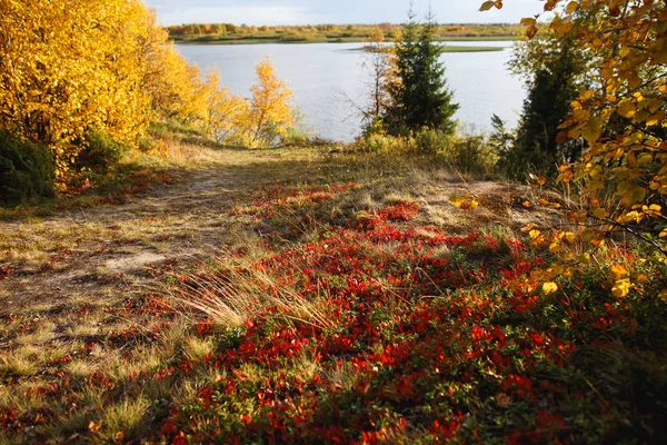 Primer plano del follaje de la tundra de otoño con rojos y dorados —  Fotos de Stock