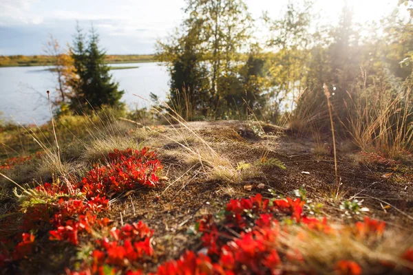 Primer plano del follaje de la tundra de otoño con rojos y dorados — Foto de Stock