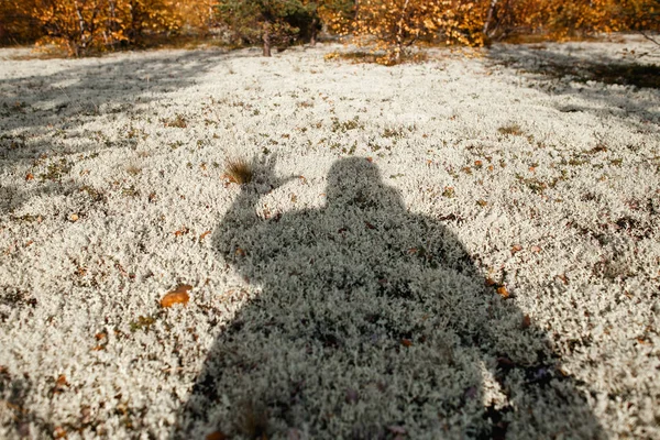 Human shadow showing salute gesture on reindeer moss oin the tundra. lat. Cladonia alpestris