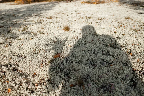 Human shadow showing salute gesture on reindeer moss oin the tundra. lat. Cladonia alpestris