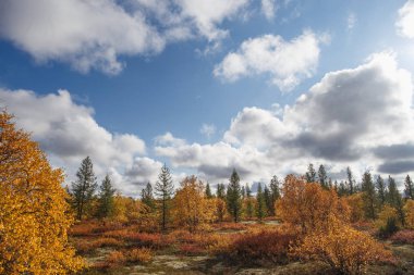 Orman-tundra 'nın güzel panoramik manzarası, tundrada sonbahar. Sarı ve kırmızı ladin dalları yosun arka planında sonbahar renklerinde. Dinamik ışık. Tundra, Rusya