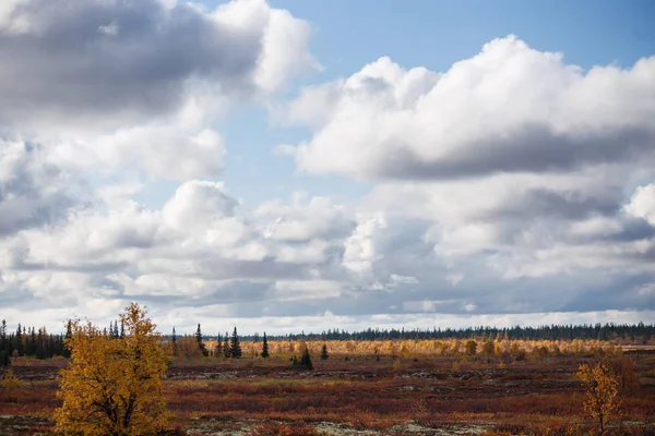 Hermoso paisaje panorámico de bosque-tundra, otoño en la tundra. Ramas de abeto amarillo y rojo en colores otoñales sobre el fondo de musgo. Luz dinámica. Tundra, Rusia — Foto de Stock