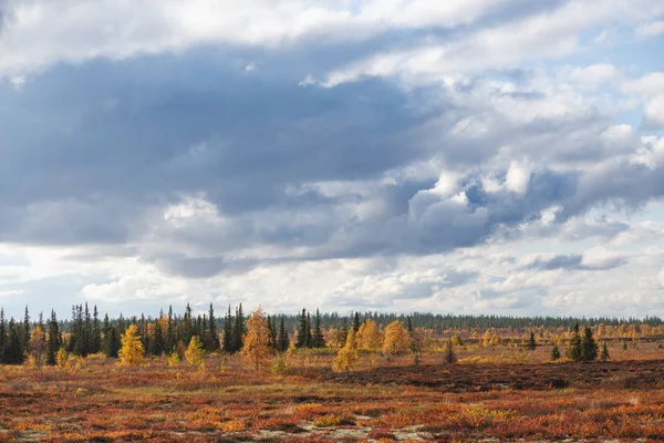 Hermoso paisaje panorámico de bosque-tundra, otoño en la tundra. Ramas de abeto amarillo y rojo en colores otoñales sobre el fondo de musgo. Luz dinámica. Tundra, Rusia —  Fotos de Stock