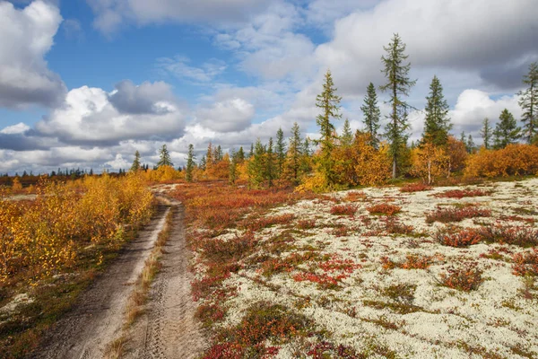 Beautiful panoramic landscape of forest-tundra, Autumn in the tundra. Yellow and red spruce branches in autumn colors on the moss background. Dynamic light. Tundra, Russia — Stock Photo, Image