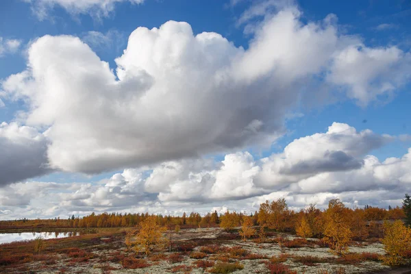 Beau paysage panoramique de forêt-toundra, automne dans la toundra. branches d'épinette jaune et rouge dans les couleurs d'automne sur le fond de mousse. Lumière dynamique. Tundra, Russie — Photo