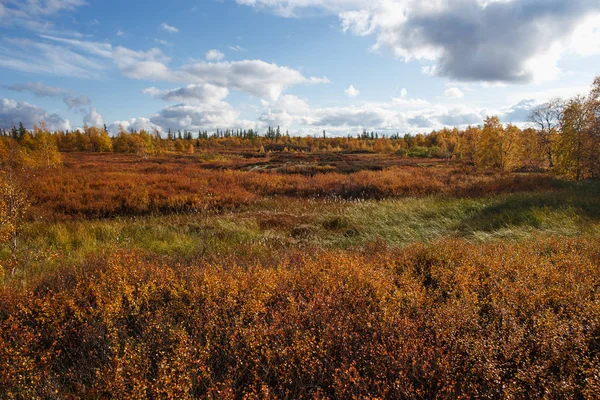 Beau paysage panoramique de forêt-toundra, automne dans la toundra. branches d'épinette jaune et rouge dans les couleurs d'automne sur le fond de mousse. Lumière dynamique. Tundra, Russie — Photo