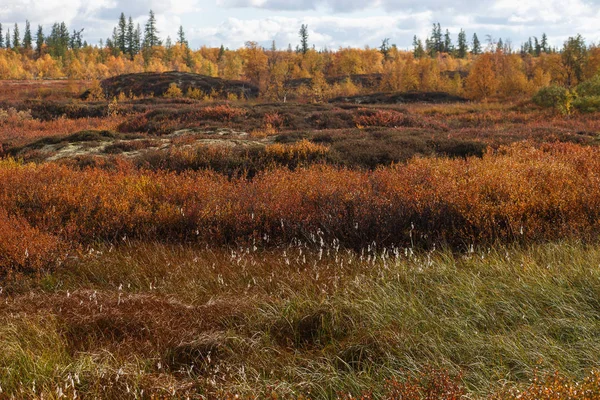 Hermoso paisaje panorámico de bosque-tundra, otoño en la tundra. Ramas de abeto amarillo y rojo en colores otoñales sobre el fondo de musgo. Luz dinámica. Tundra, Rusia —  Fotos de Stock