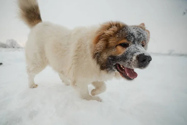 Playful young caucasian shepherd dog having fun on snow-covered field in frosty winter day — Stock Photo, Image