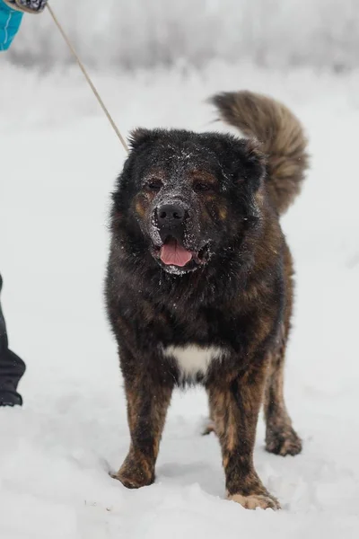 Playful young caucasian shepherd dog having fun on snow-covered field in frosty winter day