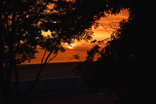 Sonnenuntergang Fluss Horizont Silhouette Vogelbeerenzweig Landschaft. Flussuntergangshorizont. Blick auf den Fluss bei Sonnenuntergang — Stockfoto