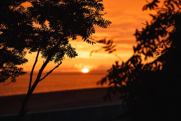 Sunset River Ufku silueti Rowan şubesi manzarası. Gün batımı ufku. Gün batımı nehir manzarası