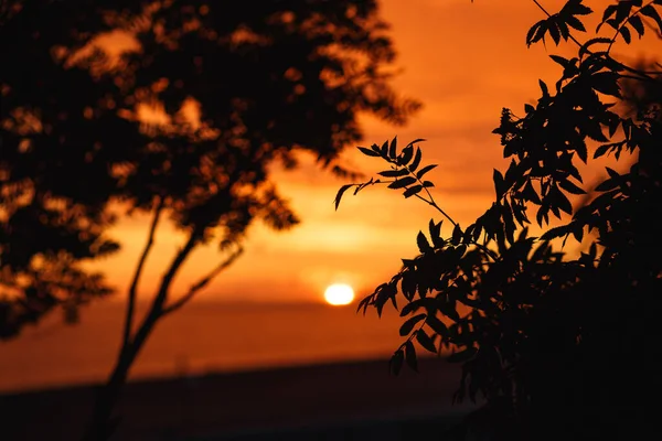 Sunset River Ufku silueti Rowan şubesi manzarası. Gün batımı ufku. Gün batımı nehir manzarası