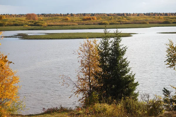 Beau paysage de toundra forestière, automne dans la toundra. branches de bouleau jaune dans les couleurs d'automne sur le fond du lac. Tundra, Russie — Photo