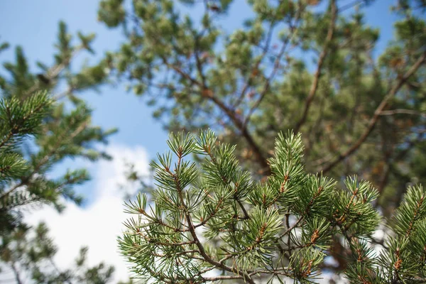 Piękny krajobraz lasu-tundry, Jesień w tundrze. Zielone gałęzie sosny Tundra, Rosja — Zdjęcie stockowe