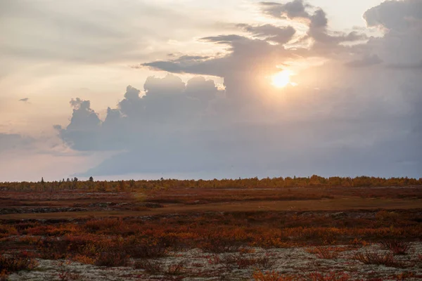 Beau paysage de toundra d'automne chaud au soleil. Couleurs naturelles vives — Photo