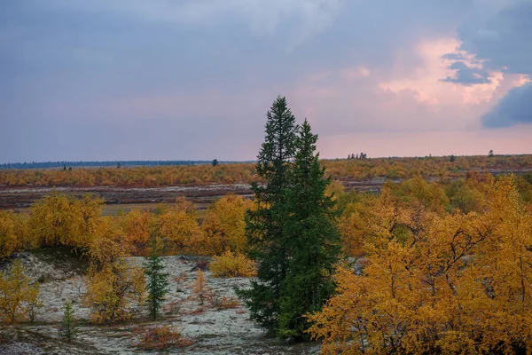Krásná panoramatická krajina lesní tundry, podzim v tundře. Žluté a červené smrkové větve v podzimních barvách na pozadí mechu. Dynamické světlo. Tundra, Rusko — Stock fotografie