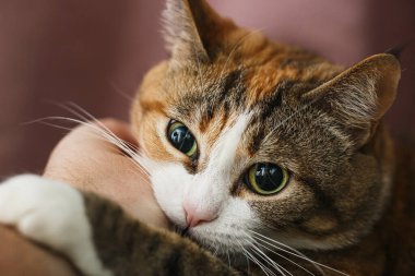Sevimli, komik, kızıl kedi adamın elini ısırıyor.