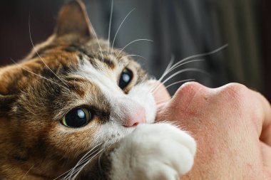 Oyuncu kırmızı kedi sahibinin elini kemirip tırmalıyor.