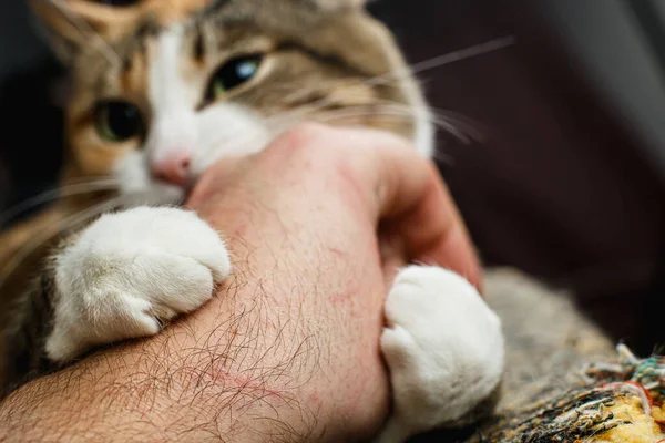 Lindo gato rojo roe y rasca la mano de los propietarios —  Fotos de Stock