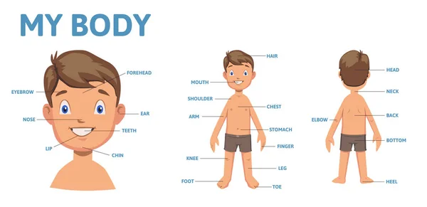 Vocabulary for parts of male body. Boy body with description. Flat vector illustration, horizontal. — Stock Vector