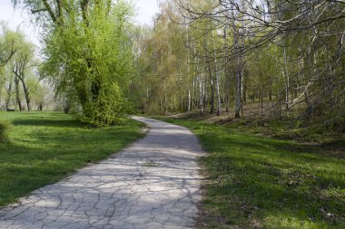 Uzun bir yol boyunca ağaçlar ile Park.