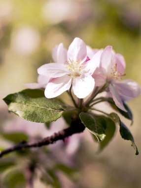 Kiraz çiçekleri çiçek bahar. Panoramic bahar beyaz çiçekleri bir ağaç üzerinde.