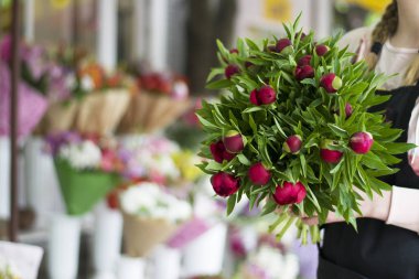 Kapalı bir vazoda üç koyu pembe peonies çiçekler. Bahar çiçekleri. Kırmızı peonies bir kızın elinde bir buket.