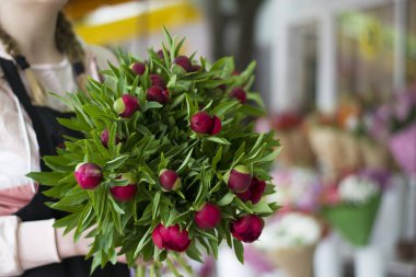 Kapalı bir vazoda üç koyu pembe peonies çiçekler. Bahar çiçekleri. Kırmızı peonies bir kızın elinde bir buket.
