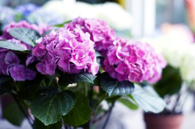 Güzel bir buket pembe çiçek hediye kutusunda. Buket pembe çiçekler yakın çekim