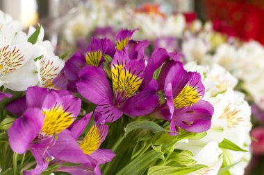 Renkli Alstroemeria çiçekler. Büyük bir buket çiçek dükkanında çok renkli alstroemerias bir hediye kutusu şeklinde satılmaktadır.