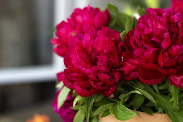 Tres Flores Peonías Color Rosa Oscuro Jarrón Interior Flores Primavera —  Fotos de Stock